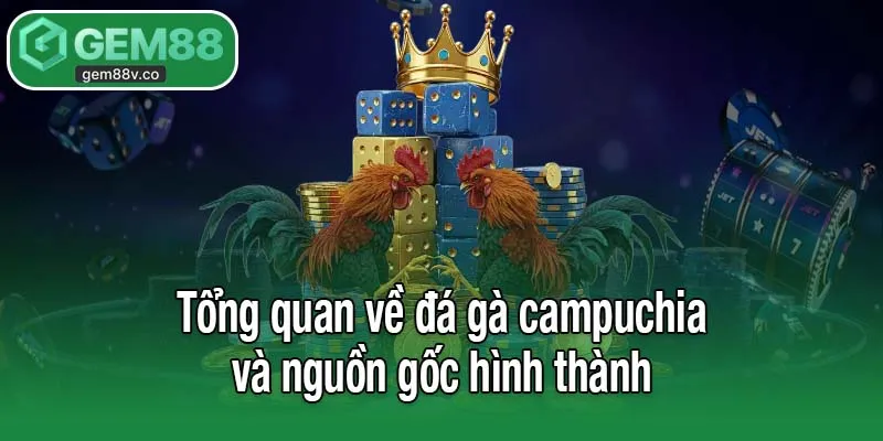 Tổng quan về đá gà campuchia và nguồn gốc hình thành