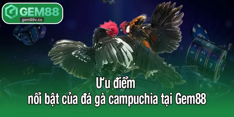 Đánh giá những ưu điểm nổi bật của đá gà campuchia tại Gem88